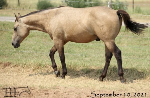 Hancocks Blu Drifter's 2020 Buckskin Colt